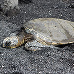 Click to enlarge John Shea O'Donnell Photography, San Francisco